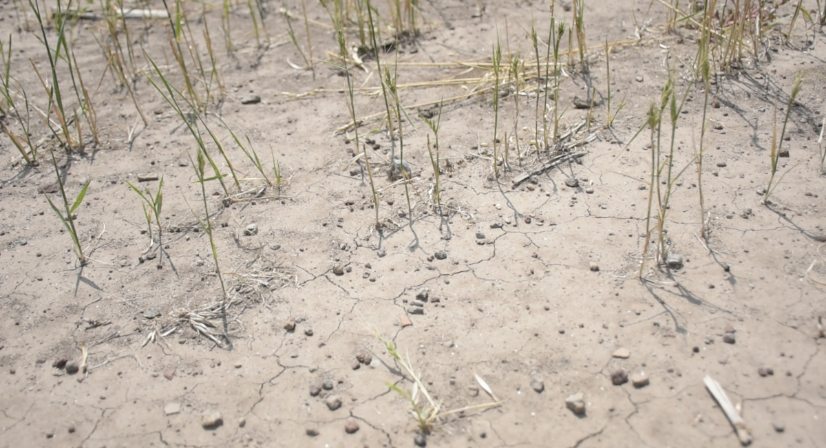 Efecto de la sequía en cultivo de trigo bajo prácticas convencionales. (Foto: Jenifer Morales / CIMMYT)